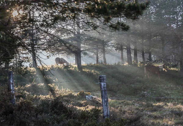 Nevoeiro Sol Cavalos Nas Montanhas Das Astúrias Onde Raios Luz — Fotografia de Stock