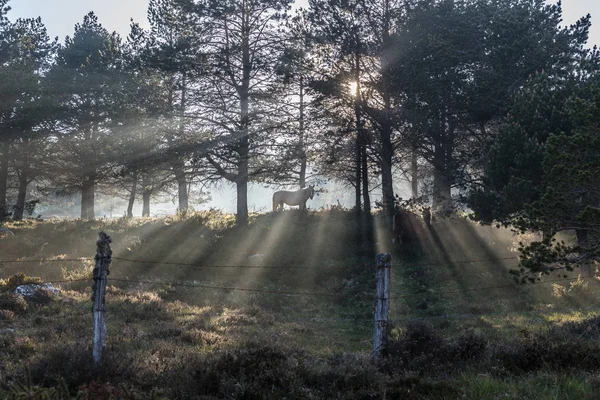 Fog Sun Horses Mountains Asturias Rays Light Create Optical Effect — Stock Photo, Image