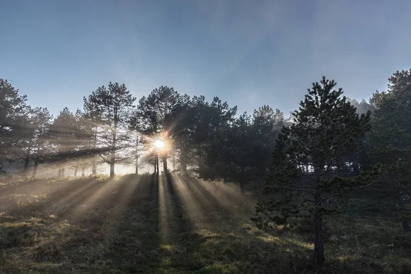 Mgła Słońce Konie Górach Asturii Gdzie Promienie Światła Tworzą Efekt — Zdjęcie stockowe