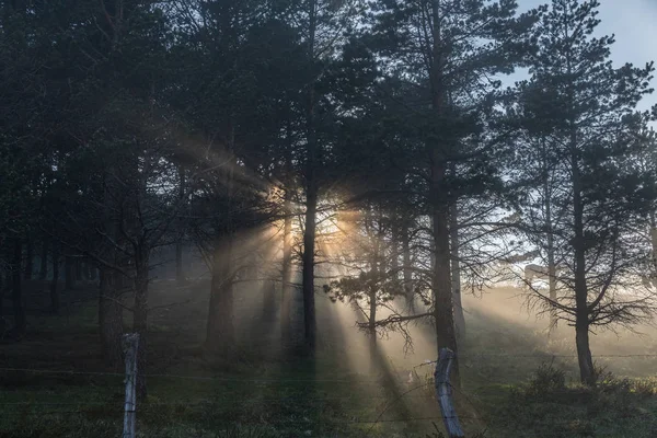 Fog Sun Horses Mountains Asturias Rays Light Create Optical Effect — Stock Photo, Image