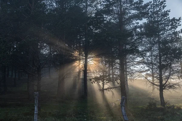 アストゥリアス州 光線効果を作成する光霧のために野生の馬を日没までの山々 — ストック写真