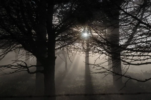 太阳和马在阿斯图里亚斯的山 光线的光创造了一个光学效果的野生马的雾 直到日落 — 图库照片