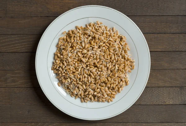 Wheat seeds with wheat germs on a white dish on a brown wooden table. Top view. Healthy nutrition concept.