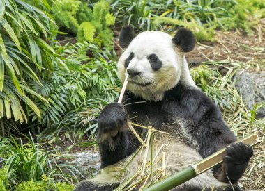 Panda 7 / fotoğraf promosyon amaçlı, o kadar basit ve duvar kağıdı olarak kullanılabilir