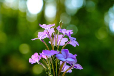 Küçük mor çiçekler yeşil doğa ile yakın çekim