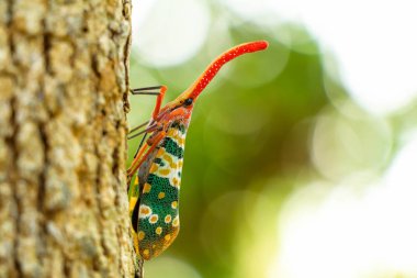 renkli Pyrops candelaria böcek, Asya Thailan