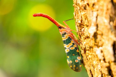 renkli Pyrops candelaria böcek, Asya Thailan