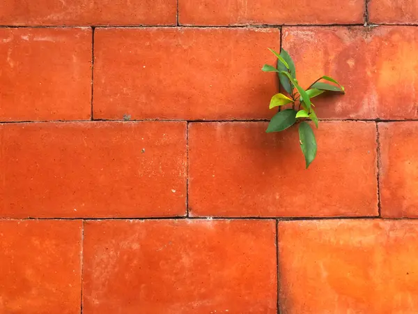 Pequena Árvore Crescendo Uma Parede Telha Laranja — Fotografia de Stock