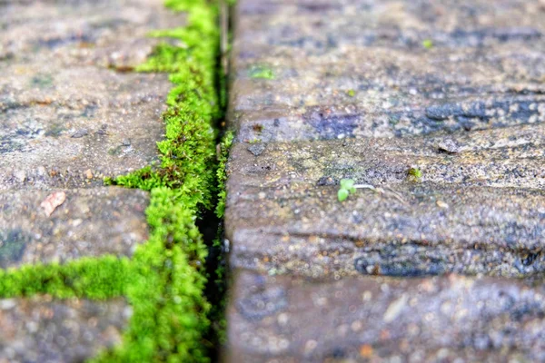 Musgo Verde Crescendo Concreto — Fotografia de Stock
