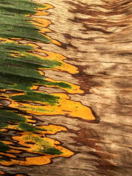 Texture on banana leaf from banana tree.