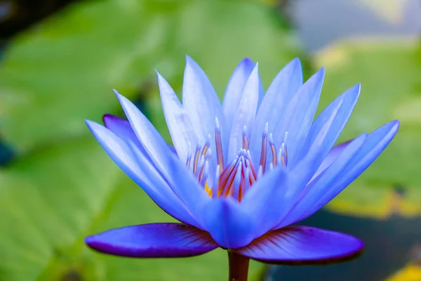 Uma Flor Lírio Água Violeta Com Folhas Verdes Batendo Fotografia De Stock