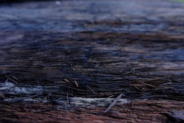 Koyu ahşap doku arka plan yakacak odun yüzey eski doğal desenli Close-up.