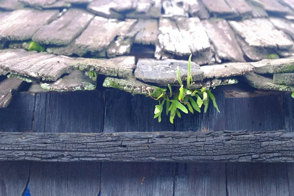 Grama Verde Crescendo Telhado Uma Casa Feita Madeira — Fotografia de Stock