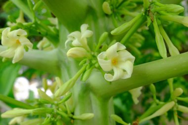 Beyaz Papaya çiçek ve yaprakları ve SAP yeşil yakın çekim.