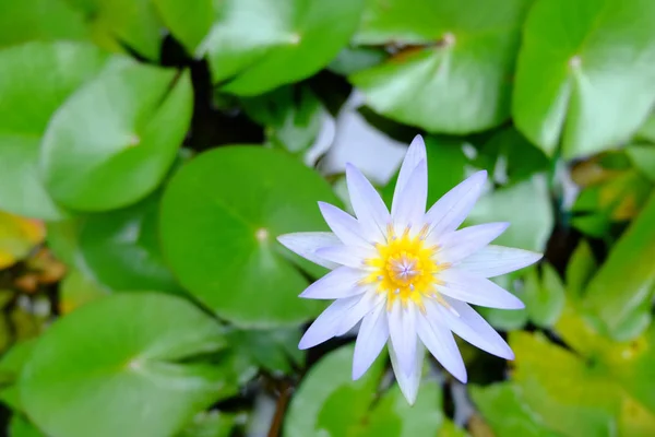 Close up of beautiful purple lotus flower and green lotus leaf is background,purple lotus flower is above the water in the pond and has a lotus leaf.