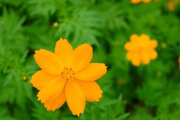 Kükürt Cosmos Veya Sarı Cosmos Yaprak Yeşil Arka Plan Güzelidir — Stok fotoğraf