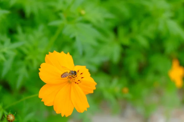 黄色のコスモスやキバナ コスモスの花と緑の葉に花粉を集めるミツバチが背景 — ストック写真