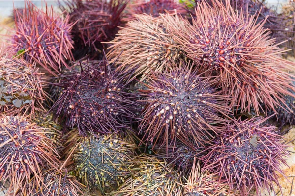 Close-up pile of  live red sea urchins fresh caught from Pacific Ocean