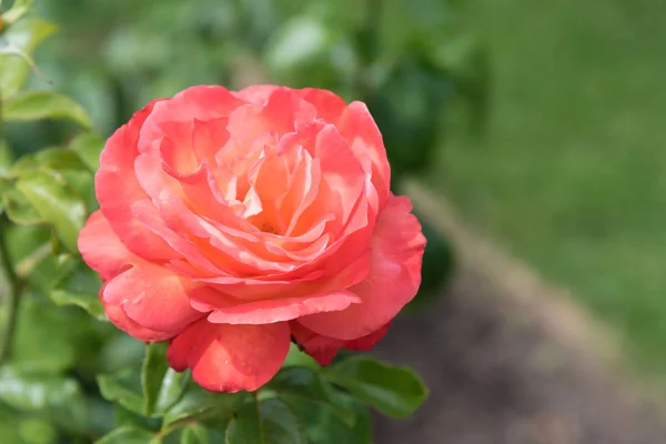 Single Large Vibrant Pink Rose Full Bloom — Stock Photo, Image