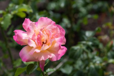 Yakın çekim tek soluk pembe sarı merkezi ve koyu pembe saçak ile gül yaprakları üzerinde