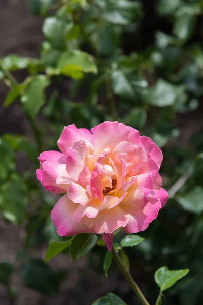 Single Rose Pale Yellow Center Dark Pink Fringed Petals Close — Stock Photo, Image