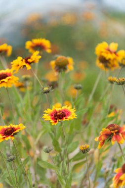 Close-up of blanket flowers (Gaillardia aristata) in full bloom clipart