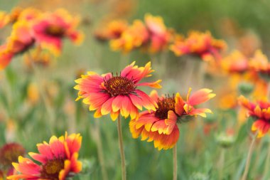 Yaz aylarında çiçek açan sarı ve kırmızı ortak blanketflowers (Gaillardia aristata)