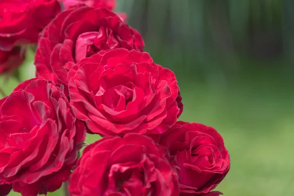 Close Bright Red Roses Rose Garden Isolated Green Background — Stock Photo, Image