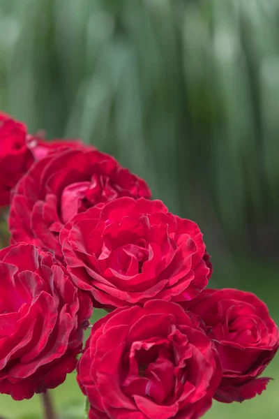 Bright Red Roses Green Leaves Background Rose Garden — Stock Photo, Image