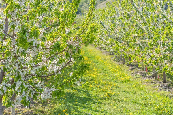 Zbliżenie Apple Gałęzie Pokryte Jabłko Białe Kwiaty Sadzie — Zdjęcie stockowe