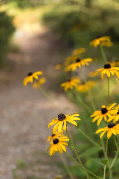 Fleurs Jaunes Fleurissant Long Chemin Jardin Avec Soleil Bout Chemin — Photo