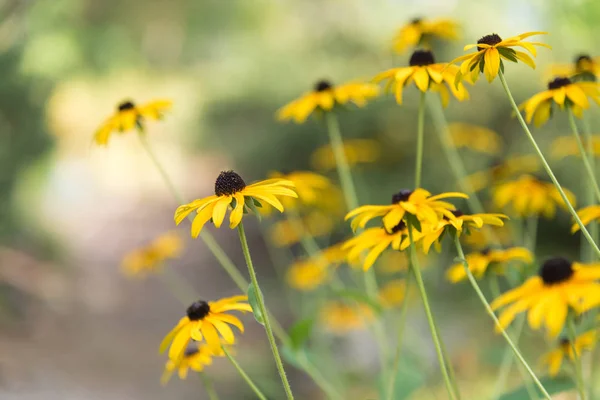 Fleurs Jaunes Fleuries Susans Aux Yeux Noirs Avec Soleil Chaud — Photo