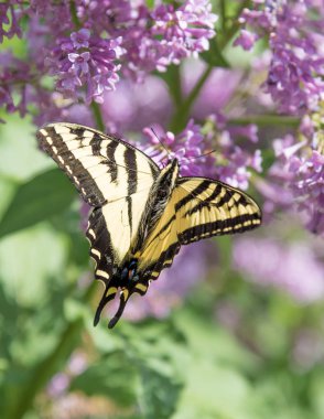 Close-up swallowtail kelebek kanatları açık, mor eflatun çiçekler besleme