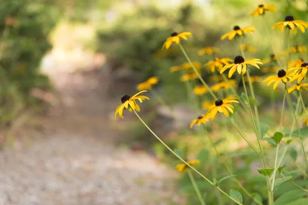 Marguerites Jaunes Fleurissant Côté Sentier Jardin Avec Lumière Soleil Chaude — Photo