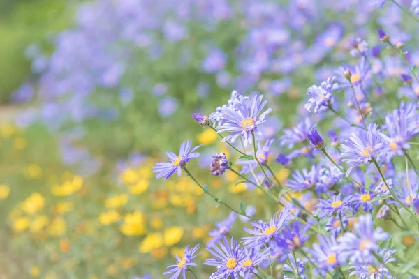 Close-up of purple asters blooming in garden in late summer