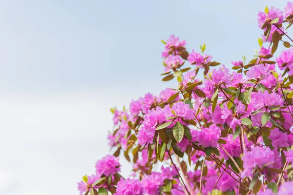 Branches Pink Rhododendron Flowers Sky Background — Stock Photo, Image
