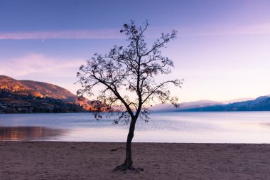 Skaha Gölü sonbahar günbatımı karşı tek yapraksız ağaç silüeti