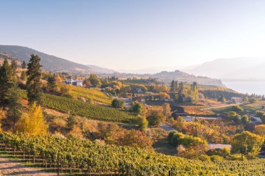 Üzüm bağları ve şarap imalathaneleri Ekim ayında günbatımı manzarayı
