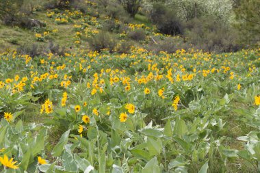 Forest hillside covered in wild arrowleaf balsamroot yellow flowers
