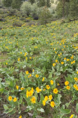 Ormanlık tepe üzerinde büyüyen arrowleaf balsamroot sarı çiçek