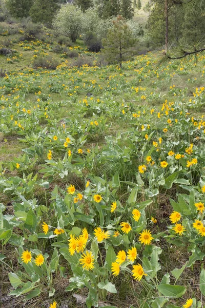 Ormanlık tepe üzerinde büyüyen arrowleaf balsamroot sarı çiçek