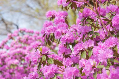 Arka plan mavi gökyüzünde pembe ormangülü çiçek kaplı dalları