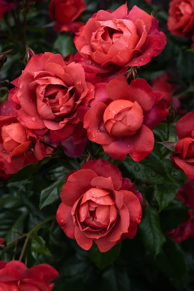 Vibrant Red Garden Roses Covered Raindrops — Stock Photo, Image