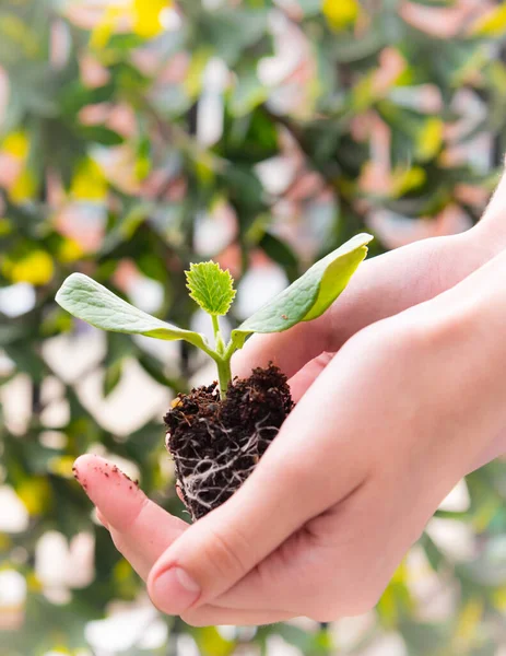 Close Woman Hands Gently Holding Seedling Plant Stock Image