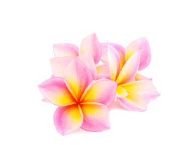 Beyaz arka plan üzerinde izole Plumeria. 