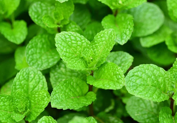 Usine Menthe Poussent Potager — Photo