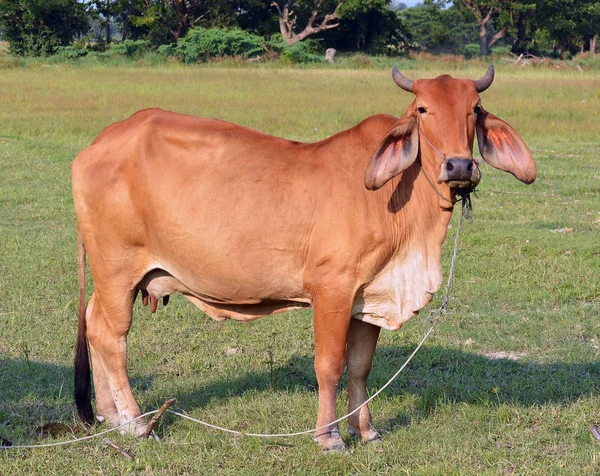 Yaz Yeşil Tarlasında İnekler