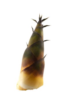 Bambu filizi beyaz arka planda izole edildi