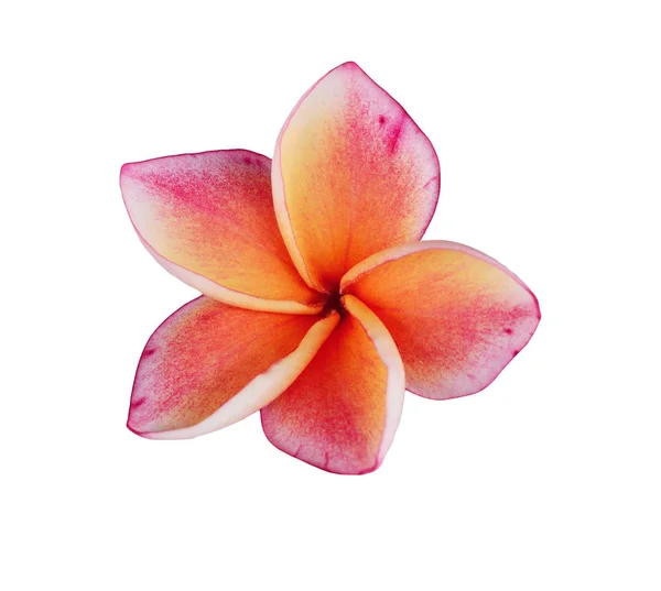 Plumeria Isolata Fondo Bianco — Foto Stock