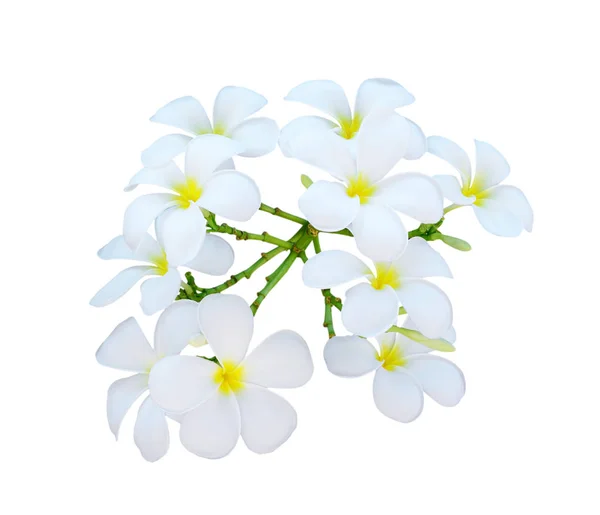 Plumeria Białym Tle — Zdjęcie stockowe